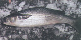 Mullet (Black)